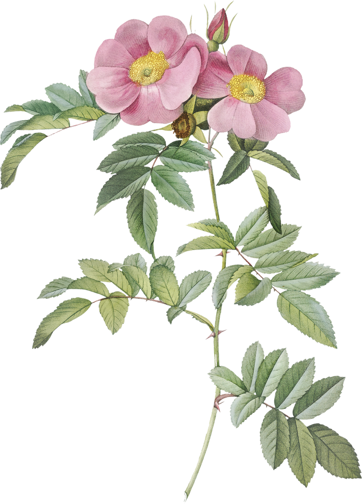 Floral Plant Illustration