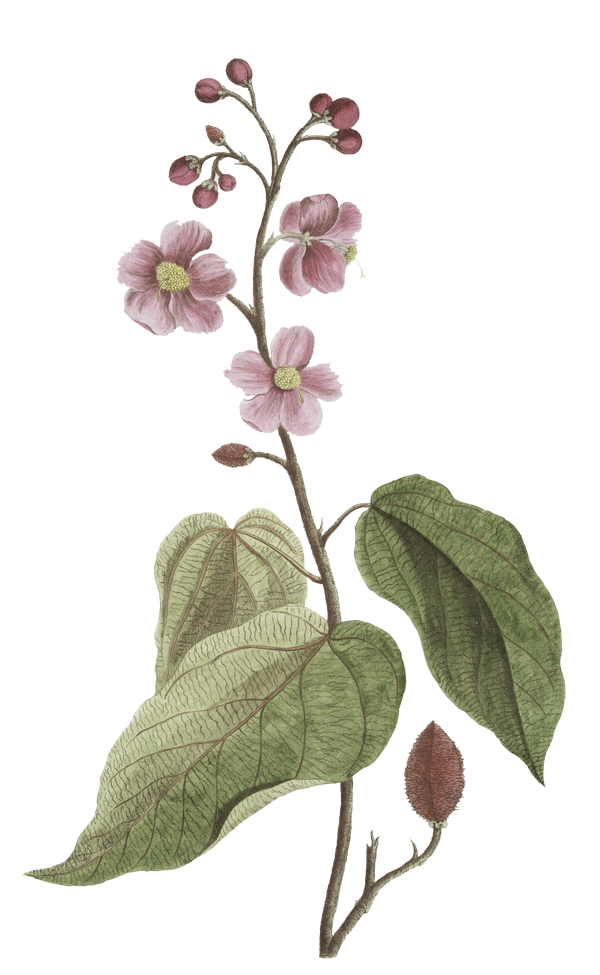 Floral Plant Illustration