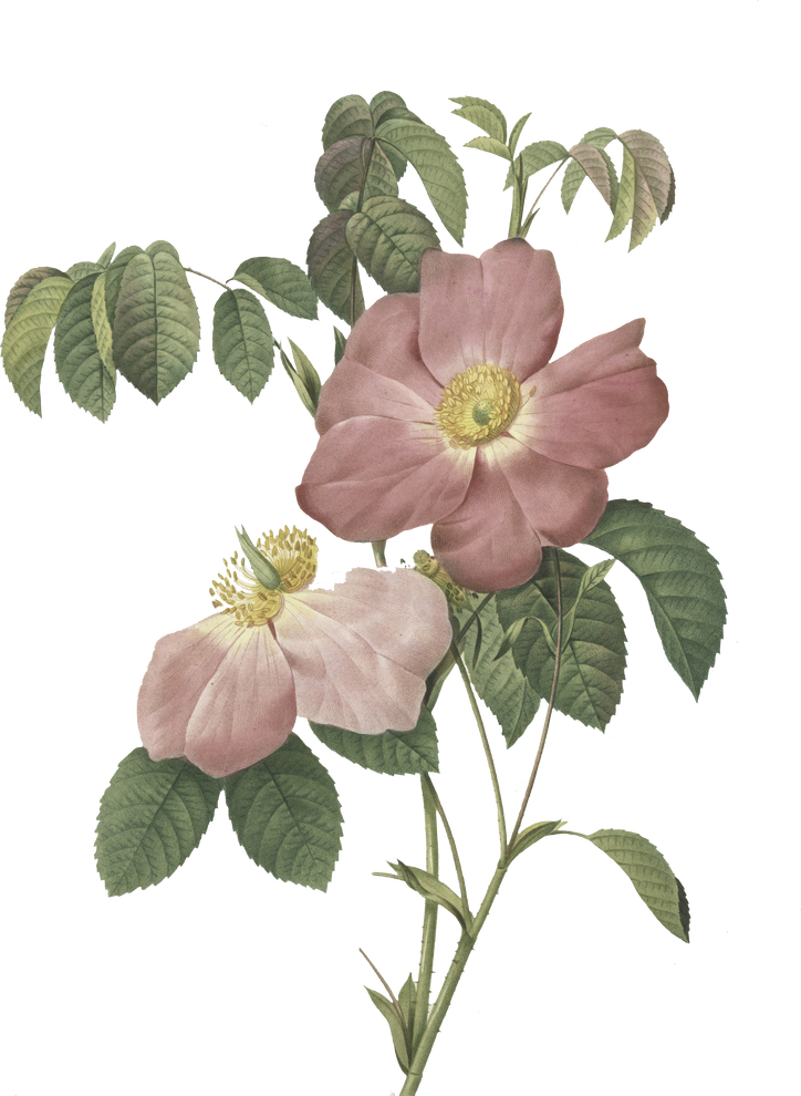 Floral Plant Illustration